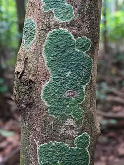 Green fungus on tree trunk, October 2024
