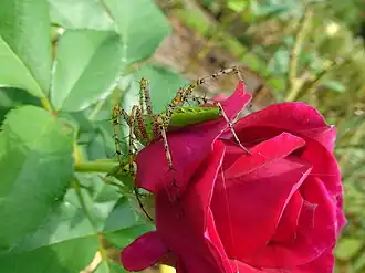 On a rose in Tyler, Texas
