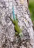 Green spiny lizard (S. malachiticus)