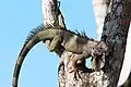 A green iguana on a tree in Costa Rica.