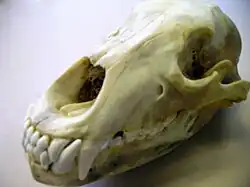 A grizzly bear's skull with the left infraorbital foramina clearly visible