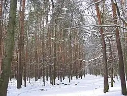 Grunewald in winter