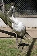 Red-crowned crane