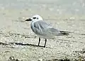 The gull-billed tern will sometimes prey on the chicks and young of other terns