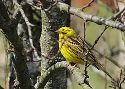 Yellowhammer, Arvika, Värmland