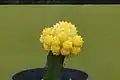 A potted moon cactus created from a yellow G. mihanovichii