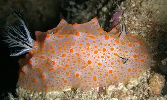 Halgerda stricklandi