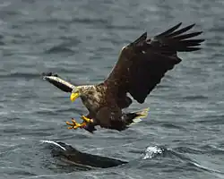 Image 32White-tailed eagle fishing off Mull, one of several islands to which the birds have been successfully re-introduced Credit: Jacob Spinks