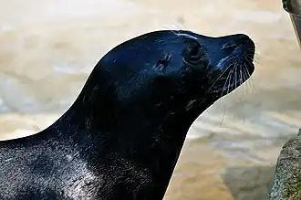 Harbor seal (Phoca vitulina).
