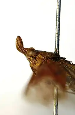 Hariola tiarata head lateral