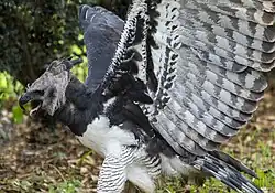 Harpy eagle with wings raised in attack posture