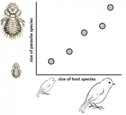 Schematic diagram of Harrison's rule: small host species harbor small, large host species harbor large parasite species