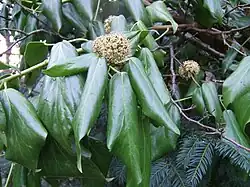 Hedera colchica leaves and flowers