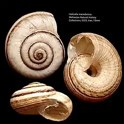 Helicella macedonica (Heterobranchia)
