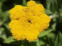 Helichrysum umbraculigerum