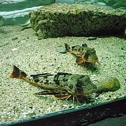 The red gurnard is a mail-cheeked fish found to depths of around 180 metres. They often grunt when captured as air is expelled from its air bladder.[28]