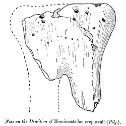 Hemimastodon crepusculi