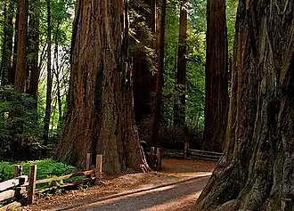 The Redwood Grove Trail (old-growth loop) in Henry Cowell Redwoods State Park
