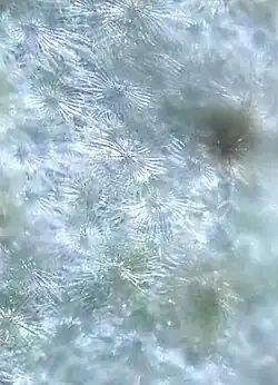 Stellate scales on leaf underside