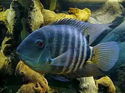 Photo of Heros severus