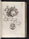 Aurantium crispo folio from Hesperides (1646)