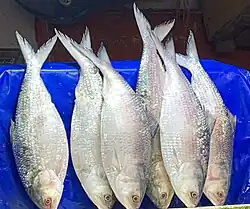 Ilish fish