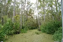 Image 3Honey Island Swamp (from Louisiana)