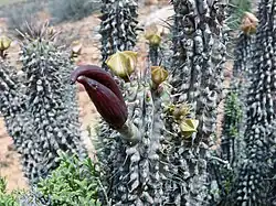 Hoodia gordoniI
