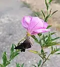 Example of Macroglossum stellatarum (hummingbird hawk-moth) stuck in Oenothera speciosa flower