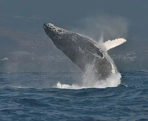 A humpback whale off St-Gilles