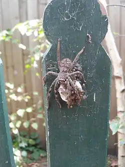 Australian sparassid egg sac hatching