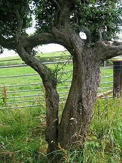 (Presumably grafted) husband and wife tree