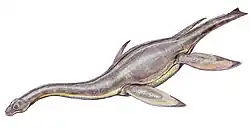 Hydrorion brachypterygius