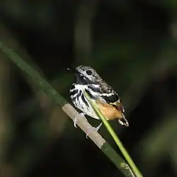 Dot-backed antbird