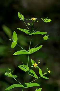 A green stemmed plant with smaller branches and paired leaves and a few yellow flowers at the stem ends