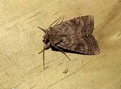 Ichneutica olivea attracted to light at night, Arthur's Pass Village.