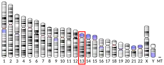 Chromosome 13 (human)