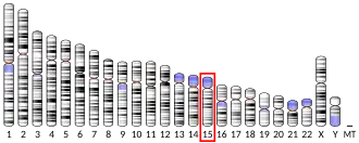 Chromosome 15 (human)