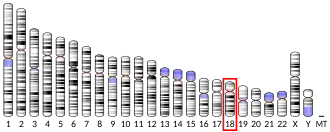 Chromosome 18 (human)
