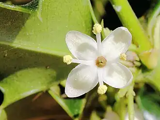 In dioecious holly, some plants only have 'male' flowers with stamens producing pollen.