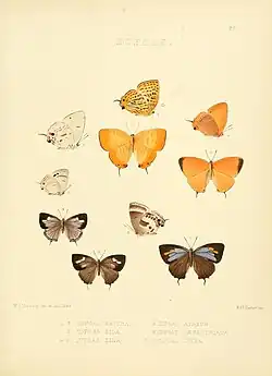 Euaspa ziha figs. 4 (male) and 5 (female)