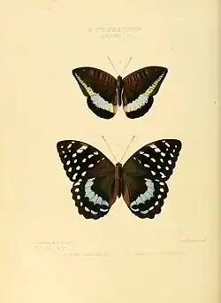 L. satrapes