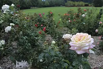 In the Rose Garden