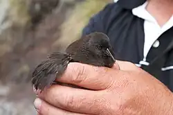 A small black rail is held in a hand with a small round wing displayed