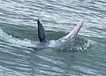 Indian Ocean Humpback Dolphin surfacing