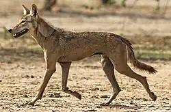 A slender Indian wolf, trotting left