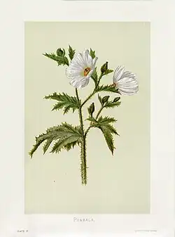 Botanical illustration