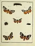 Insectes d'Europe (Atlas 2 Papillons) Plate CXXXIX