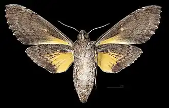 Isognathus rimosa inclitus Female ventral