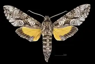 Isognathus rimosa papayae ♂